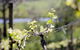 Bellarine Estate - thumb 0