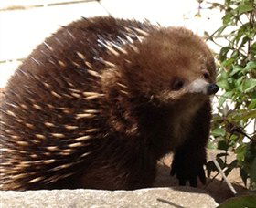 Coal Valley Vineyard - Queensland Tourism 4