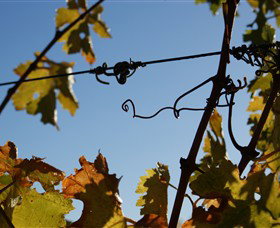 Blackjack Vineyards - QLD Tourism 1