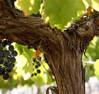 Blackjack Vineyards - QLD Tourism