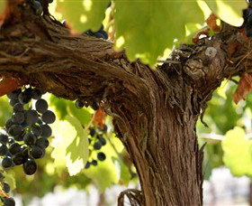 Blackjack Vineyards - QLD Tourism 0
