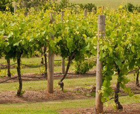 Mt Coghill Vineyard - QLD Tourism 0