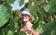 Harcourt Valley Vineyards - thumb 5