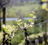 Whistling Eagle Vineyard - QLD Tourism