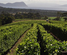 Bream Creek Vineyard - QLD Tourism 0