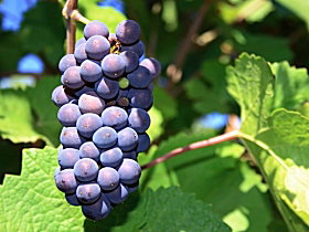 Tinderbox Vineyard - QLD Tourism 0