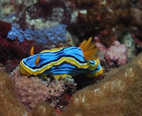 Coral Gardens Dive Site Mooloolaba - Queensland Tourism 1