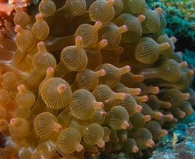 Coral Gardens Dive Site Mooloolaba - Queensland Tourism 0