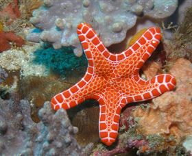 Coral Gardens Dive Site Mooloolaba - Queensland Tourism 3