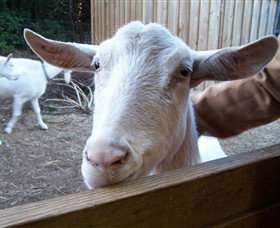 Drysdale Cheeses - QLD Tourism 0