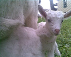 Drysdale Cheeses - QLD Tourism 3