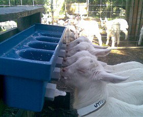 Drysdale Cheeses - QLD Tourism 9