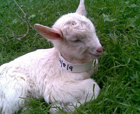 Drysdale Cheeses - QLD Tourism 12