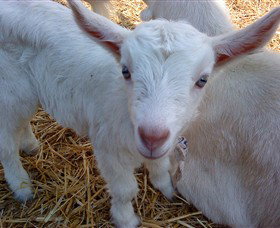 Drysdale Cheeses - QLD Tourism 14