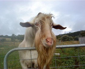 Drysdale Cheeses - QLD Tourism 16