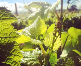 Punt Road Winery - QLD Tourism 0