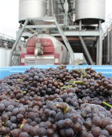 Punt Road Winery - QLD Tourism 4