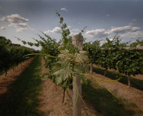 Punt Road Winery - QLD Tourism 7
