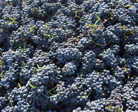 Punt Road Winery - QLD Tourism 6