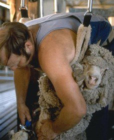 Kuriong Sheep Station - Queensland Tourism 0