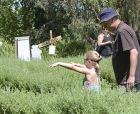 Hedgend Maze And Healesville Laser Sport - QLD Tourism 2