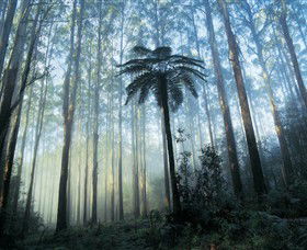 Yarra Ranges National Park - Queensland Tourism 0