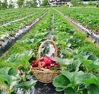 Blue Hills Berries  Cherries - QLD Tourism