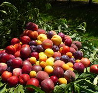 Rayner's Orchard - Queensland Tourism