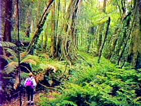 Bunya Mountains National Park - QLD Tourism 1