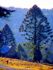Bunya Mountains National Park - QLD Tourism 0