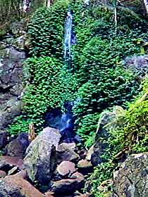 Bunya Mountains National Park - QLD Tourism 2