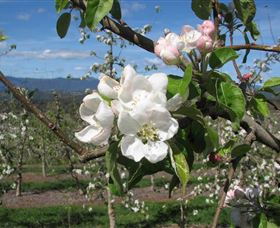 Mouat's Farm - Queensland Tourism 0