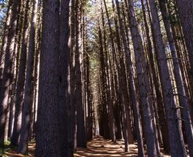 Sugarpine Walk - Queensland Tourism 2