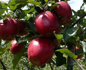 Wilgro Orchards - Queensland Tourism 3