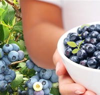 Jolly Berries - QLD Tourism