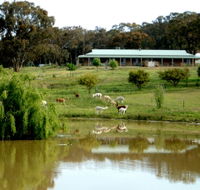 Clearview Alpacas - QLD Tourism