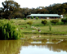 Clearview Alpacas - QLD Tourism 0
