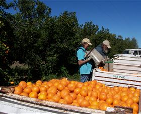 Gayndahs Big Orange - QLD Tourism 2