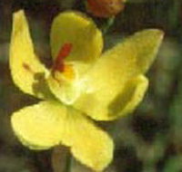 Langwarrin Flora and Fauna Reserve - QLD Tourism