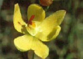 Langwarrin Flora And Fauna Reserve - QLD Tourism 0