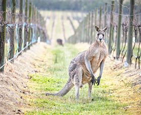 Yabby Lake Vineyard & Cellar Door - QLD Tourism 8