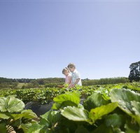 Sunny Ridge Strawberry Farm - QLD Tourism