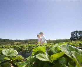 Sunny Ridge Strawberry Farm - QLD Tourism 0