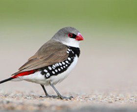 Capertee Valley Bird Trail - Queensland Tourism 1