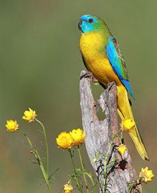 Capertee Valley Bird Trail - Queensland Tourism 5