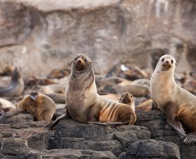 Phillip Island Nature Parks - QLD Tourism 1