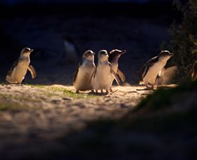 Phillip Island Nature Parks - QLD Tourism 0