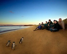 Phillip Island Nature Parks - QLD Tourism 7