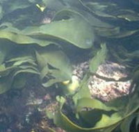 Churchill Island Marine National Park - QLD Tourism