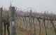 Small Forest Wine - thumb 1
